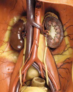 筋肉、動脈、静脈、循環系、神経系を表現した男性解剖学的エコルシュモデルのディテール（ワックス）（469822～469827も参照）。 作： Gustav Zeiller