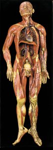 男性の解剖学的ecorcheモデル、筋肉、動脈、静脈、循環、神経系を表示 作： Gustav Zeiller