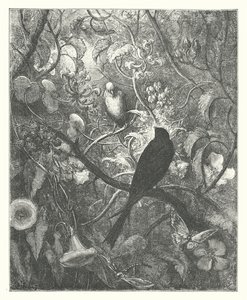 ラ・フォンテーヌの寓話：フィロメルとプロニュ（エングレーヴィング） 作： Gustave Dore