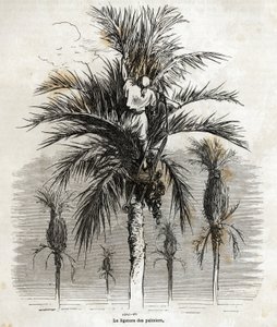 1862年にCh.Davillierとスペインを訪れた際にGustave Dore(1832-1883)が描いたもの。これは1862年にCh. 作： Gustave Dore