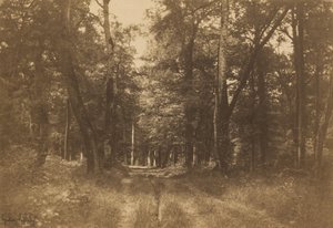 Bas-Bréau、フォンテーヌブローの森 作： Gustave Le Gray