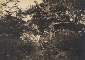 フォンテーヌブローの岩の中のオーク、1849-52。 作： Gustave Le Gray
