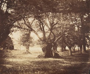 中空の樫の木、フォンテーヌブロー、1855-57。 作： Gustave Le Gray