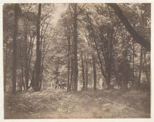La forêt de Fontainebleau (フォンテーヌブローの森) 作： Gustave Le Gray