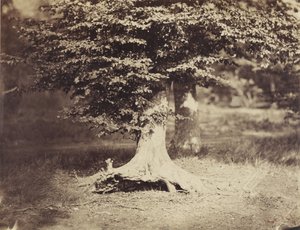 ブナの木、1855-7年頃（モノクロ写真 作： Gustave Le Gray