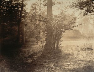 木の研究、フォンテンブローの森、カリフォルニア州。 1856年。 作： Gustave Le Gray