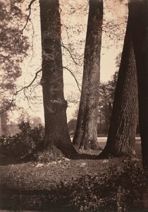 樹木の幹、フォンテーヌブロー、1855年（写真 作： ギュスターヴ・ルグレイ