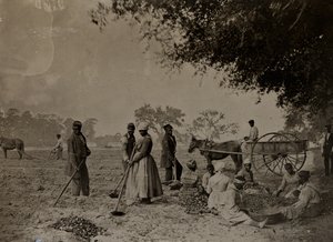 植え付けサツマイモ、ホプキンソンズプランテーション、サウスカロライナ州エディスロ島、1862年（bw写真） 作： H.P. Moore
