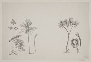 Schouw の著作からの植物の葉 作： H. C. Henneberg