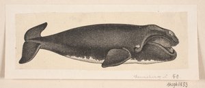 クジラ 作： H. C. Henneberg