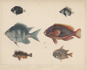 1. Etroplus Fumosus、2。Heniochus Macrolepidotus、3。Glyphisodon Smaragdinus、4。Amphiprion Frenatus、5。Apistus Rubrippinis、6。Monocentris Japonicus
