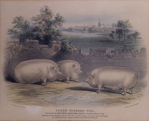 ウィンザー城でアルバート王子が飼育していた3匹の賞用豚（H.スタッフォード（fl.1829）による彫刻）1843年 作： H. Strafford