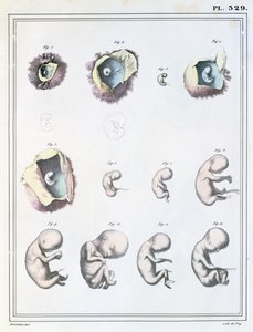 1825年、ドフレイによって彫刻されたジュールクロケ作「Manuel d&39;Anatomie Descriptive du Corps Humain」（1790〜1883年）の胚発生の段階を示す図 作： Haincelin