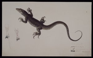フランシス・ブキャナン・コレクションの「Lacerta Gudua」モニター、1804年頃（紙に水彩、ペンとインク） 作： Haludar