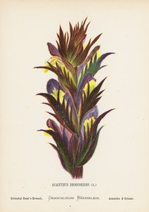 聖地の野の花：アカンサス・ディオスコリディス；オリエンタル・ベアーズ・ブリーチ（カラー版画） 作： Hannah Zeller