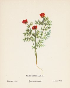 聖地の野の花アドニス・アエスティバル；キジの目（カラー版画）