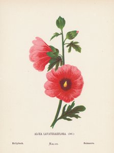 聖地の野の花アルセア・ラヴァテリーフローラ；ホリホック（カラー版画） 作： Hannah Zeller