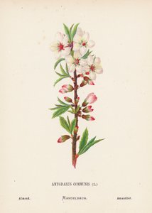 聖地の野の花アーモンド（カラー版画） 作： Hannah Zeller