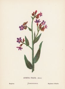 聖地の野の花：アンキューサ・イタリカ、レッツ、バグロス（カラー版画）