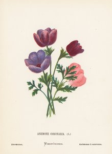 聖地の野の花アネモネ・コロナリア；アネモネ（カラー版画）