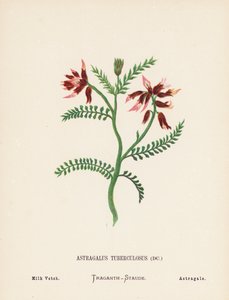 聖地の野の花：レンゲソウ；ミルクベッチ（カラー版画）