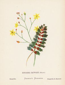 聖地の野の花ボンガルディア・ラウヴォルフィイ、マイヤー；ボンガルディア（カラー版画） 作： Hannah Zeller