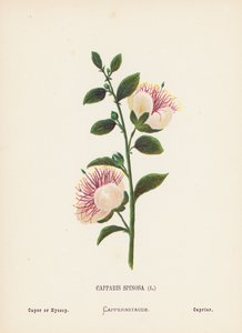 聖地の野の花カッパリス・スピノサ；ケーパーまたはヒソップ（カラー版画） 作： Hannah Zeller