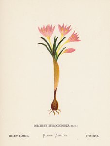 聖地の野の花：コルチカム・ブルボコディオイデス、ステフ；草原サフラン（カラー版画） 作： ハンナ・ゼラー