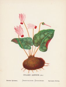 聖地の野の花：シクラメン・アレッピカム、アイト；ペルシャシクラメン（カラー版画） 作： Hannah Zeller