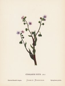 聖地の野の花：シノグロッサム・ピクトゥム、アイト；ペインテッド・ハウンド・タン（カラー版画） 作： Hannah Zeller