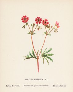 聖地の野の花：ゼラニウム・ツベロサム；球根のクローズビル（カラー版画） 作： Hannah Zeller