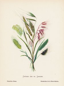 聖地の野の花パレスチナの草（カラー版画） 作： Hannah Zeller