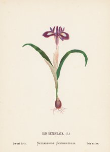 聖地の野の花：アイリス・レティキュラータ；ドワーフ・アイリス（カラー版画） 作： Hannah Zeller