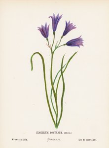 聖地の野の花：イクソリリウム・モンタナム・ハーブ；マウンテン・リリー（カラー版画）