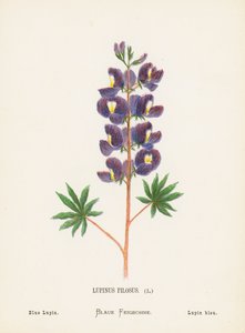 聖地の野の花ルピナス・ピロサス；青いルパン（カラー版画） 作： Hannah Zeller