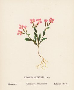 聖地の野の花マルコルミア・クレヌラータ；マルコルミア（カラー版画） 作： Hannah Zeller