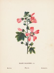 聖地の野の花マロペ・マラコイデス；アオイ（カラー版画） 作： Hannah Zeller