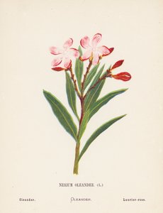 聖地の野の花ネリウム・キョウチクトウ；キョウチクトウ（カラー版画）