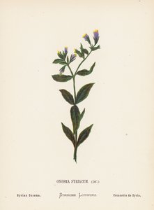 聖地の野の花オノスマ・シリアクム；シリアのオノスマ（カラー版画）