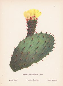 聖地の野の花オプンティア・フィカス・インディカ、ミル；山椒（カラー版画）