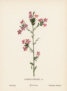 聖地の野の花：プルンバゴ・エウロパエア；プルンバゴ（カラー版画） 作： Hannah Zeller