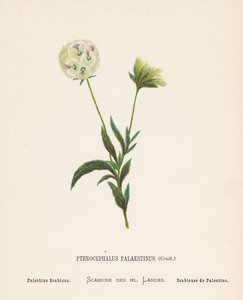 聖地の野の花：パレスチナの疥癬（カラーエングレーヴィング）