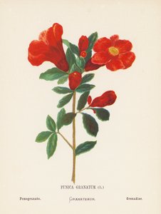 聖地の野の花プニカ・グラナタム；ザクロ（カラー版画） 作： Hannah Zeller