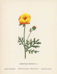 聖地の野の花：ラナンキュラス・アジアティカス；アジアのラナンキュラス（カラー版画） 作： Hannah Zeller