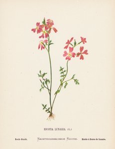 聖地の野の花：リコティア・ルナリア；ロック・ストック（カラー版画）