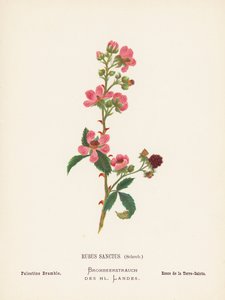 聖地の野の花：ルブス・サンクタス、シュレブ；パレスチナの茨（カラー版画）