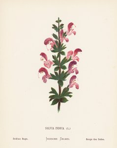 聖地の野の花サルビア・インディカ；インディアン・セージ（カラー版画）