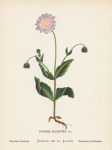 聖地の野の花：スカビオサ・パラエスティナ；パレスチナ・スカビオ（カラー版画） 作： Hannah Zeller