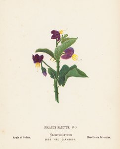 聖地の野の花：ソラナム・サンクタム；ソドムのリンゴ（カラー版画） 作： Hannah Zeller