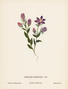 聖地の野の花スペキュラリア・ペンタゴニア；ヴィーナスの覗き窓（カラー版画）